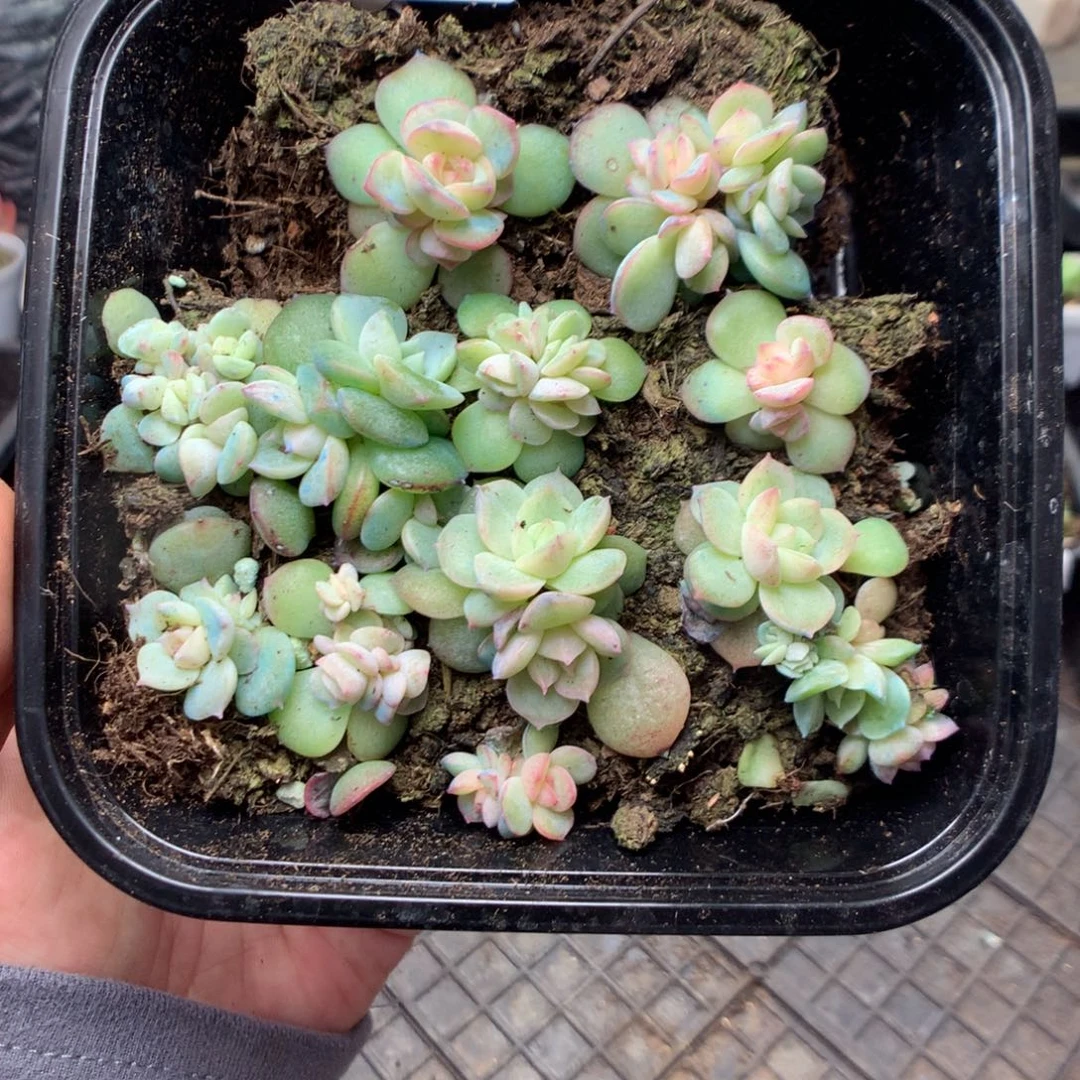 无花朵S37英语英语
