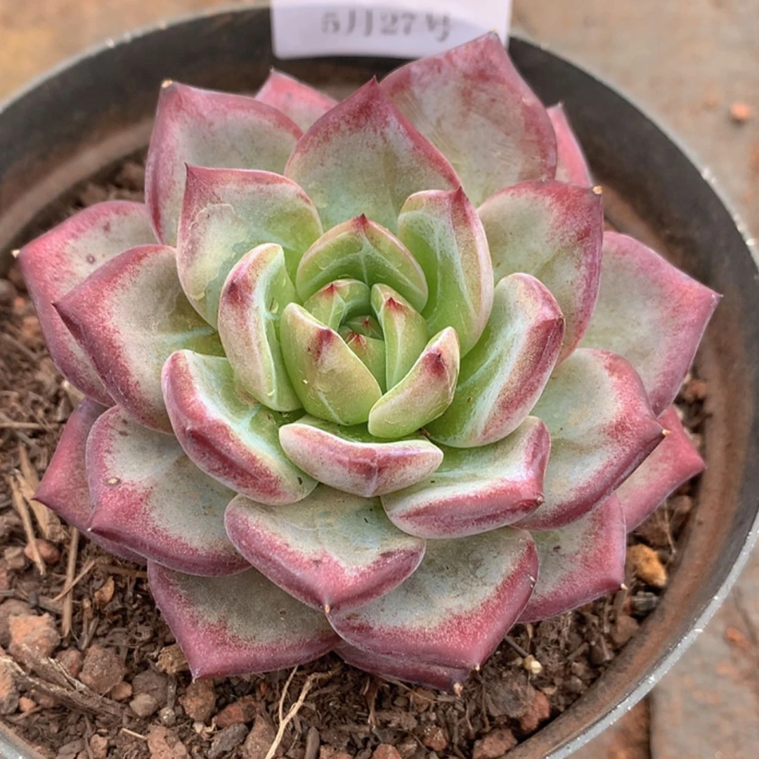 【闪购商品】云426号九厘米