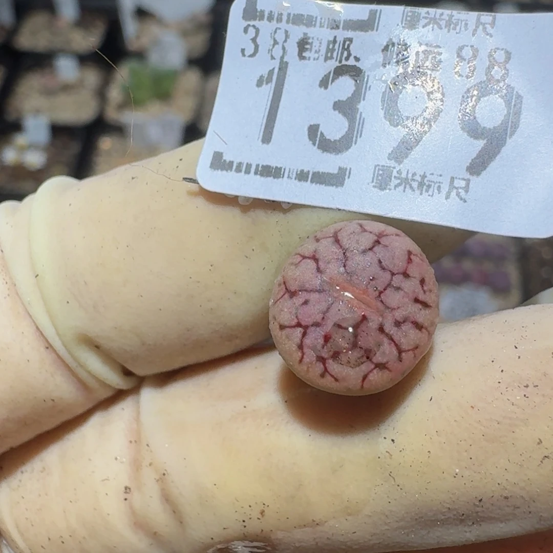 小***乖zzzzz精品生石花1399