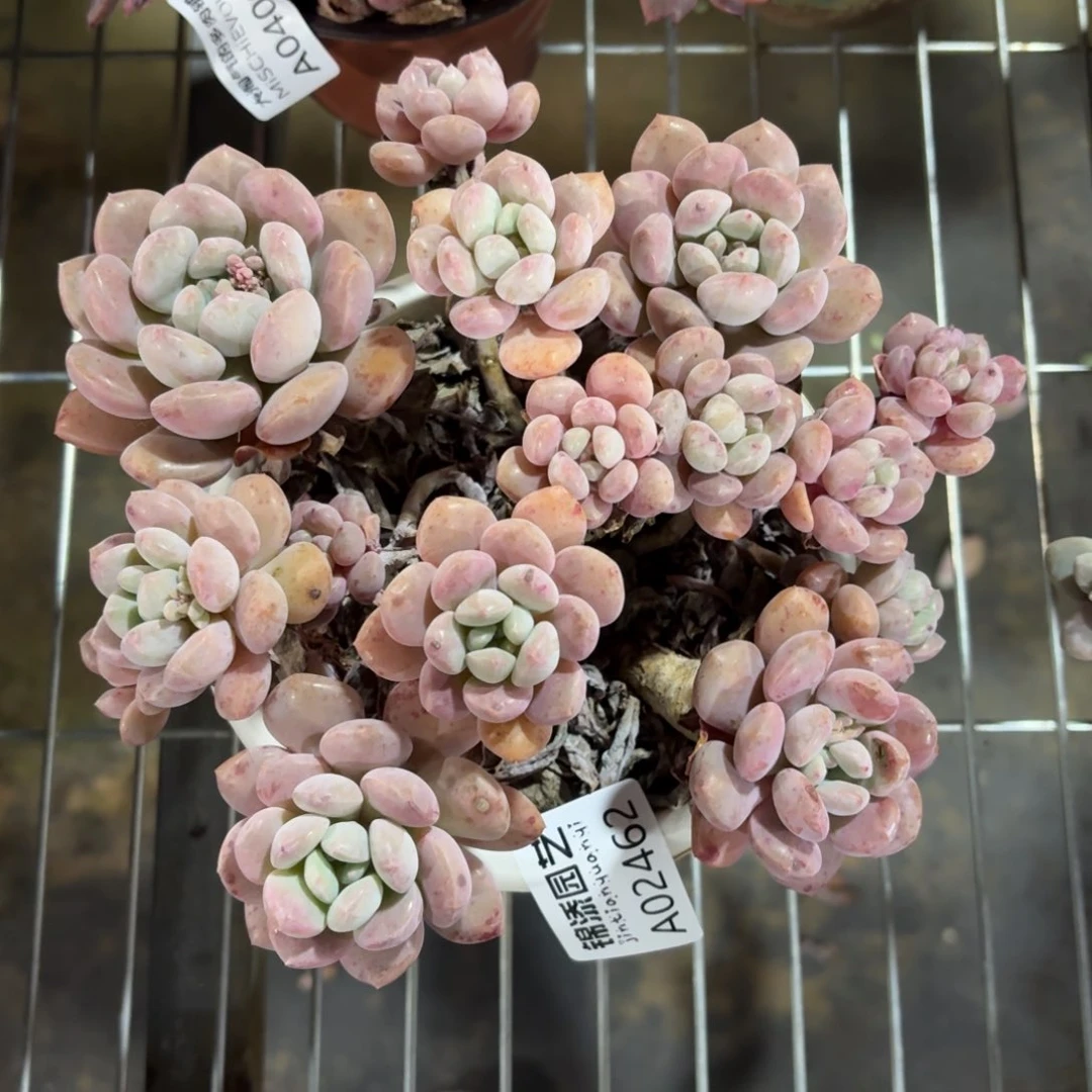 花瓣露一物一拍2462