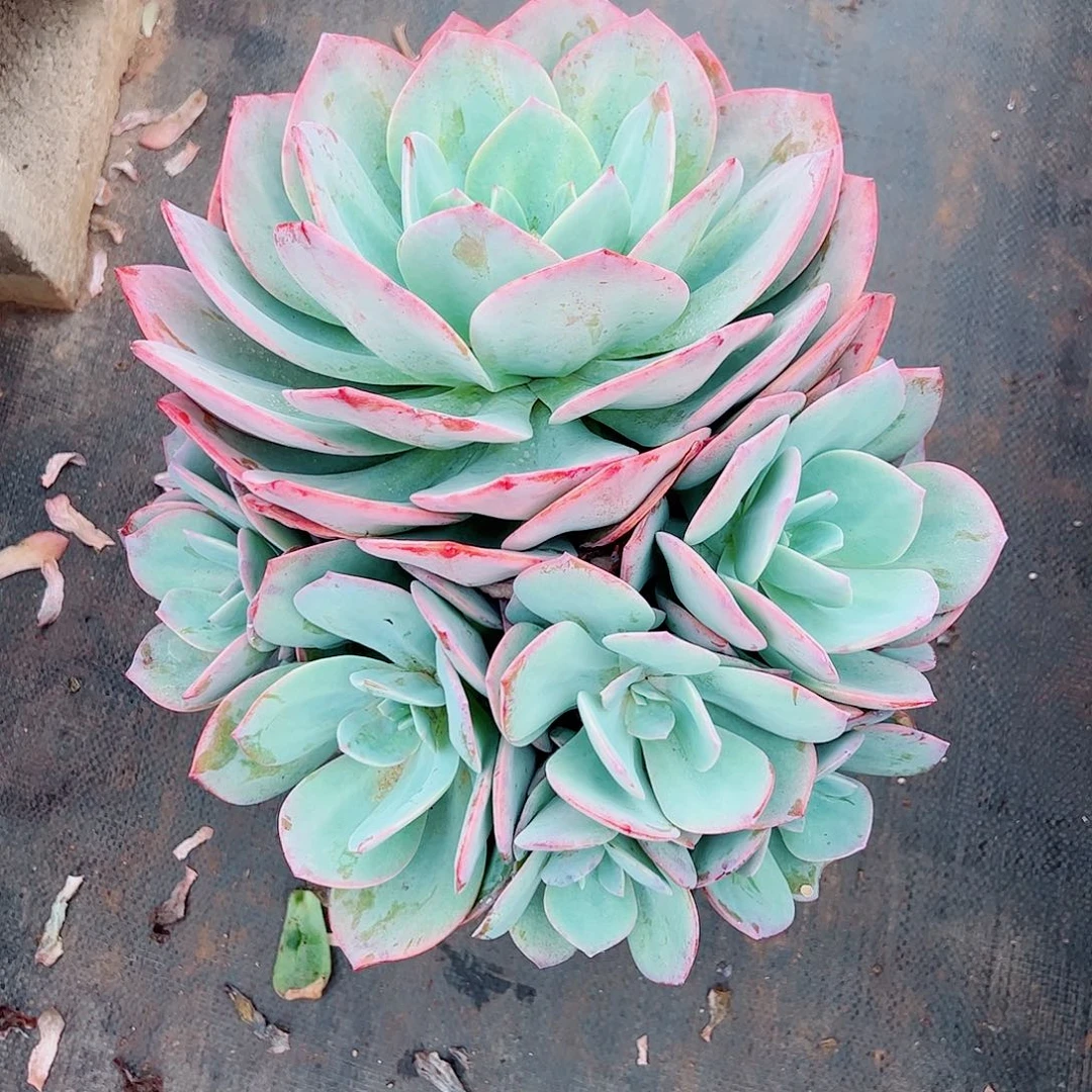 蓝***8血凤大群，一物一拍