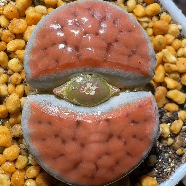 生石花111222。  大西瓜。  185