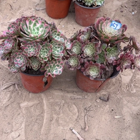 059多肉植物组合，