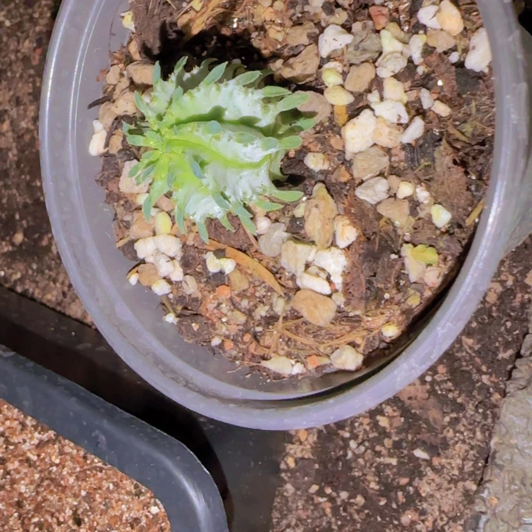 乐****块根植物块根植物