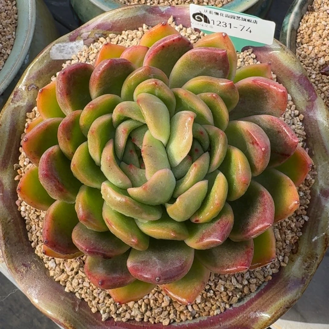 从前慢多肉精选编号1231.74