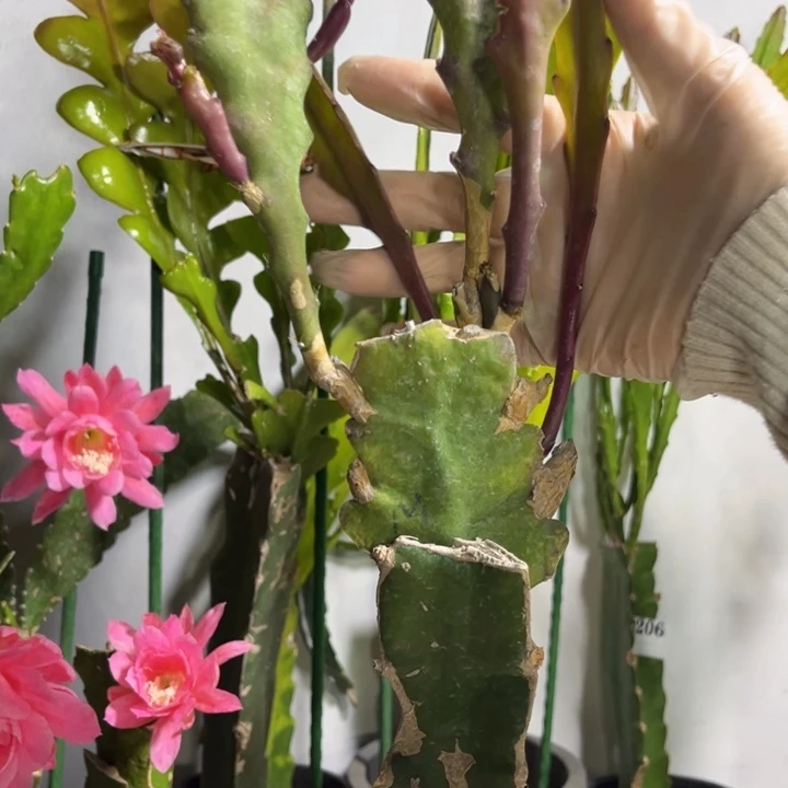 当前无花栽培后可以开花537