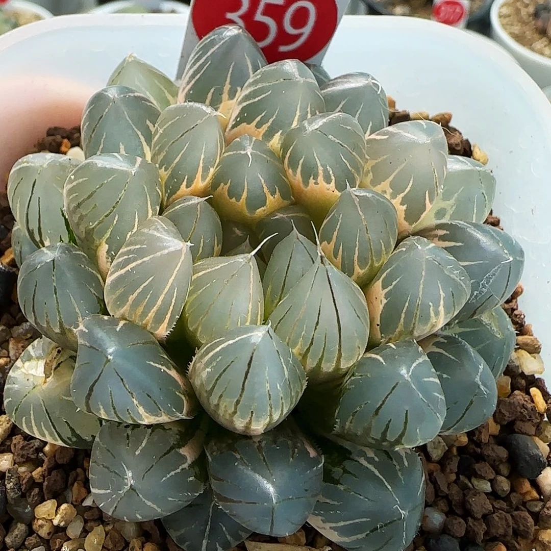 359号老版霓虹灯糊斑6.5左右一物一拍带盆土
