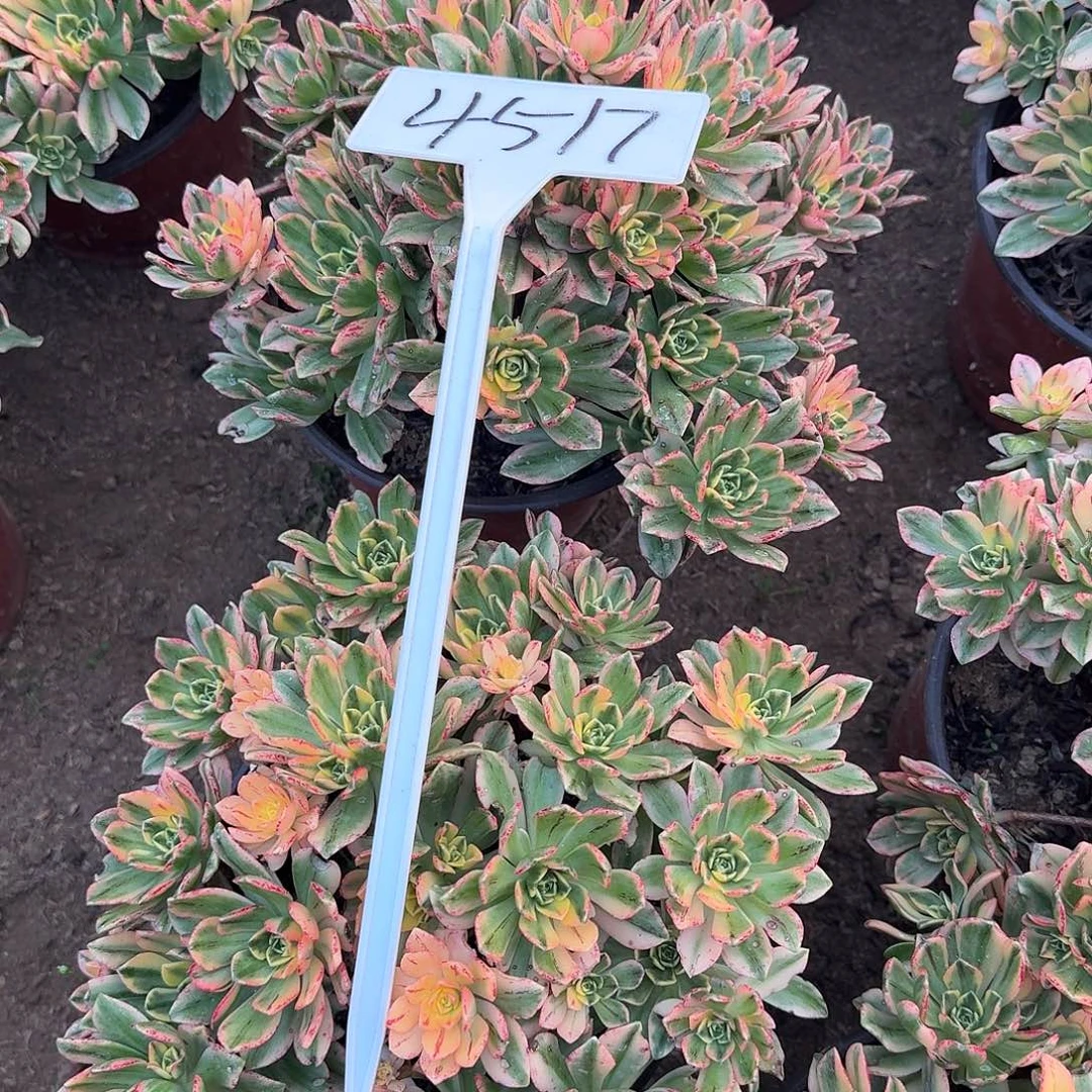 4517甜茶多肉法师多肉两颗