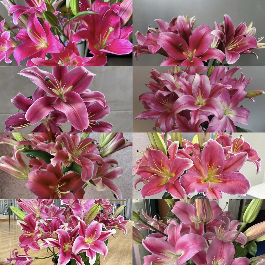 红色系列香水百合 云南基地直发