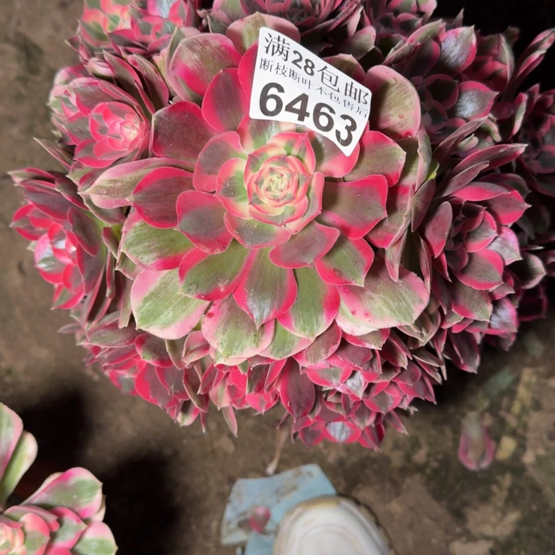 6463女郎多肉植物