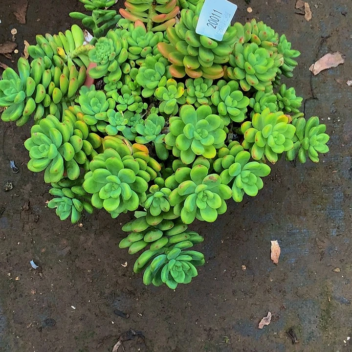 阿***豆    香格里拉多肉20011