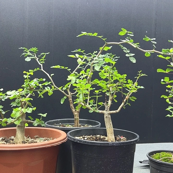 好望角橄榄一物一物