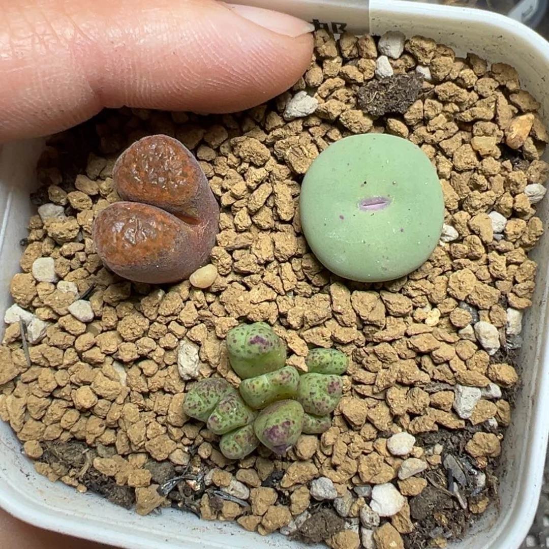 【闪购商品】1055……