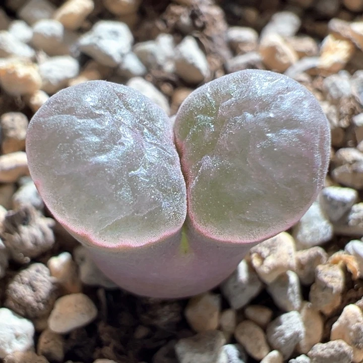 796。 优选超好看磁铁。