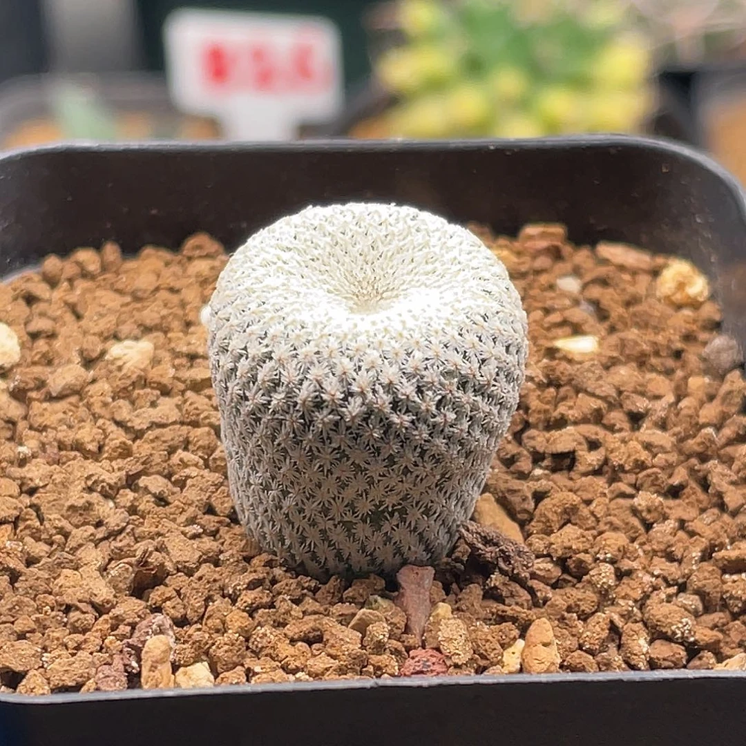 实生超密刺小人帽子