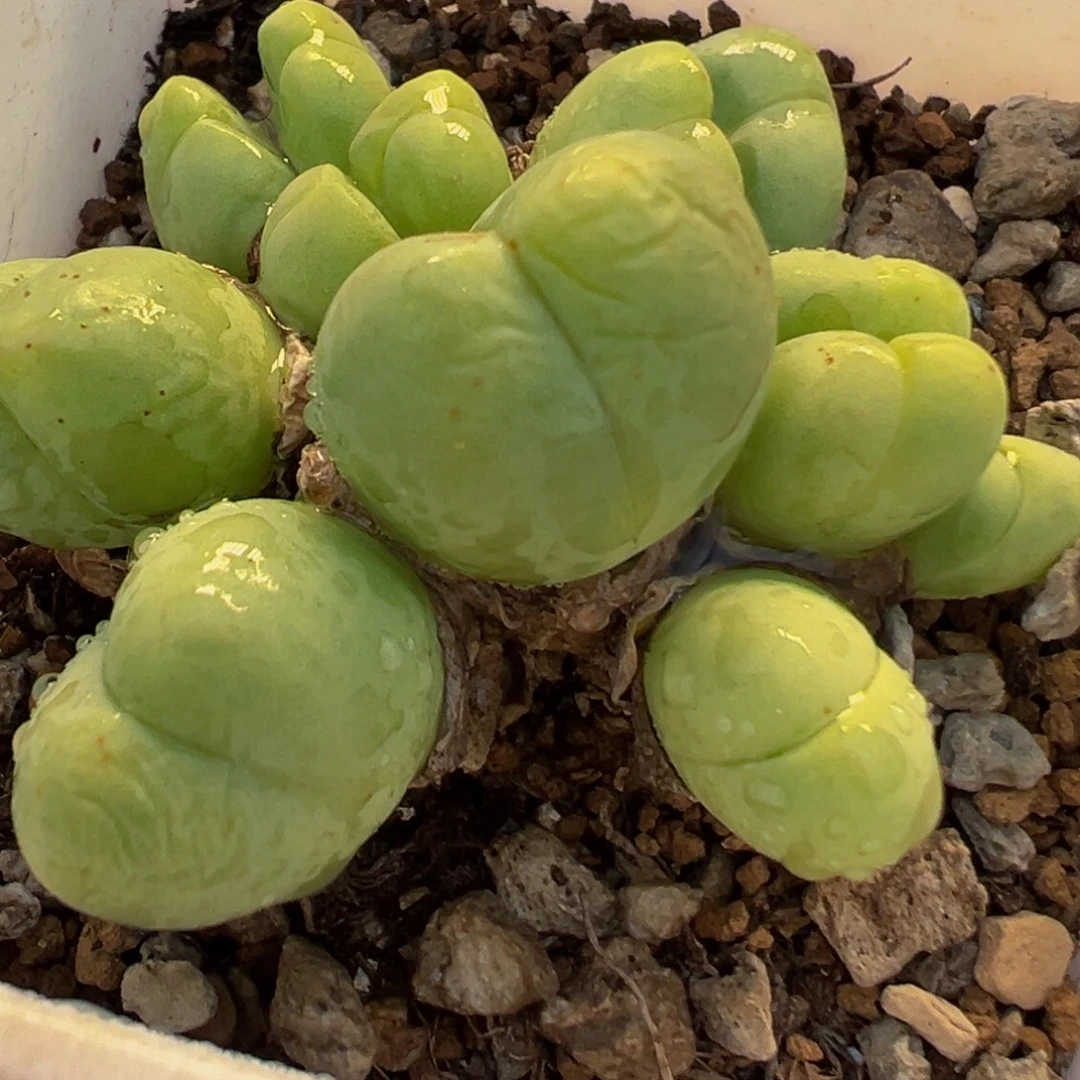 120多肉植物百科植物