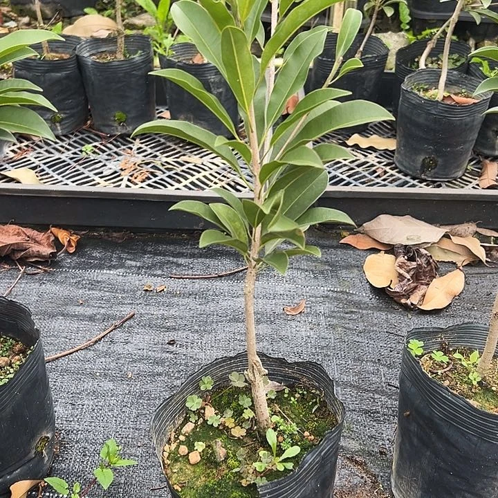 人****81245567788888