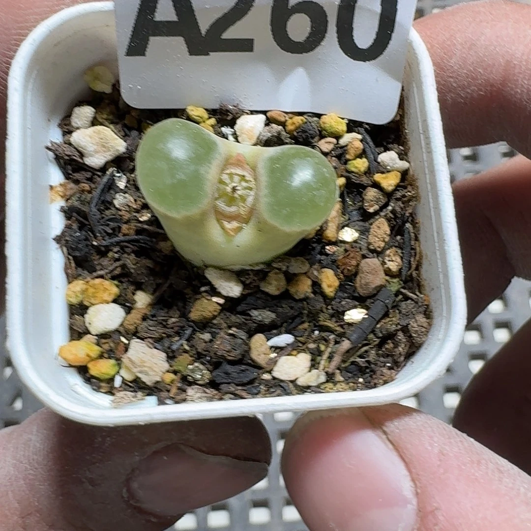 260 多肉植物多肉植物