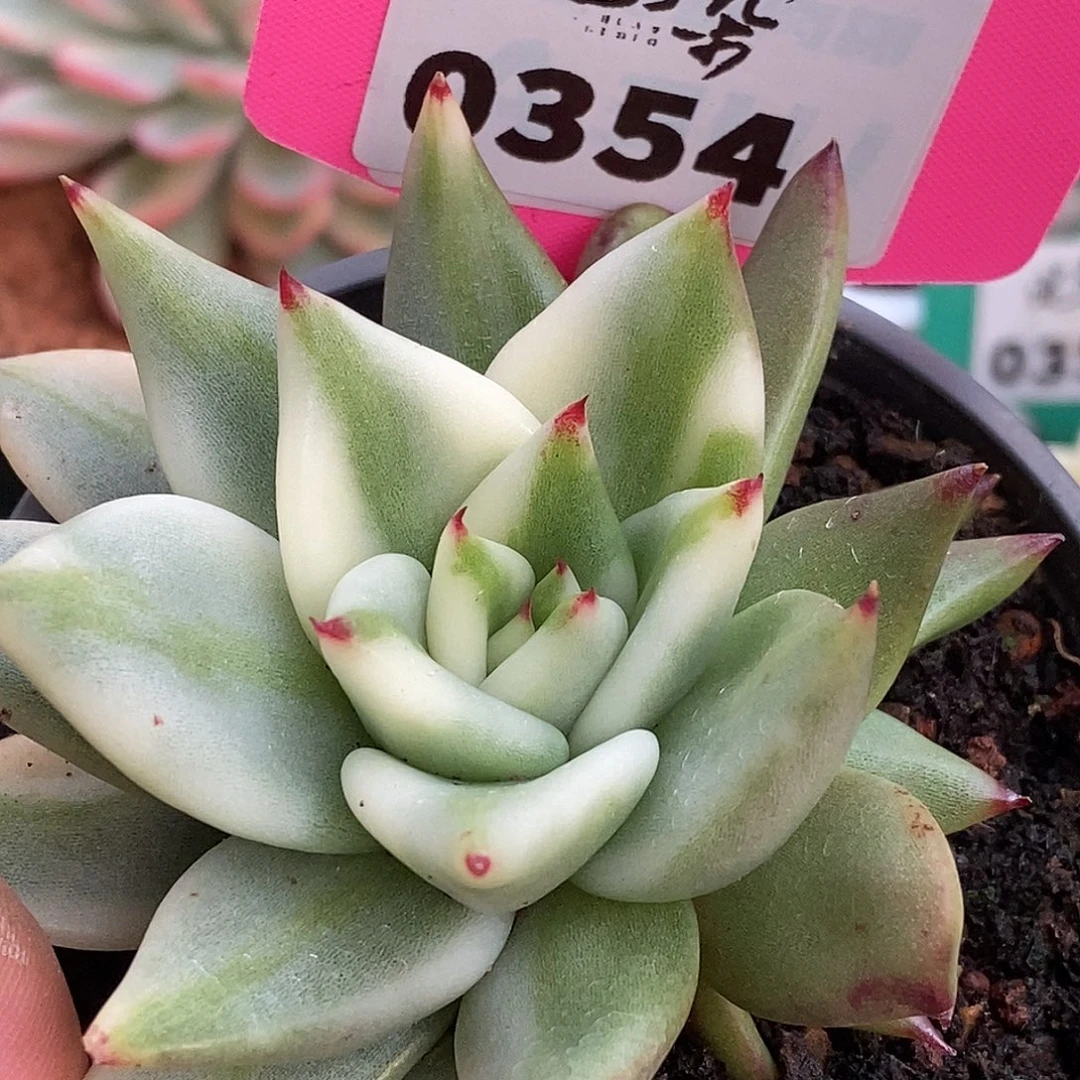 354哈哈哈哈哈哈哈哈哈