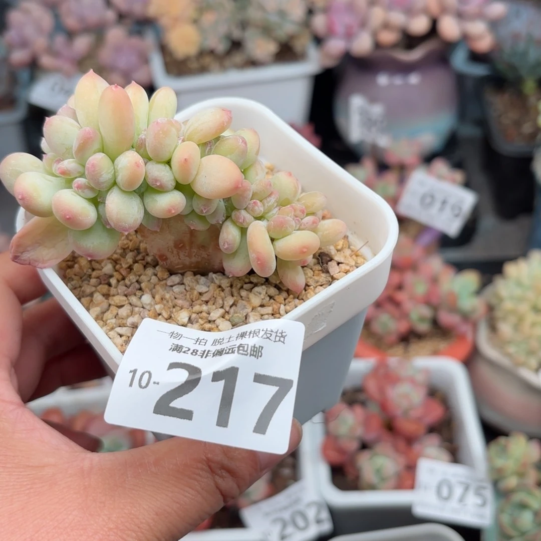 三日月美人缀化多肉