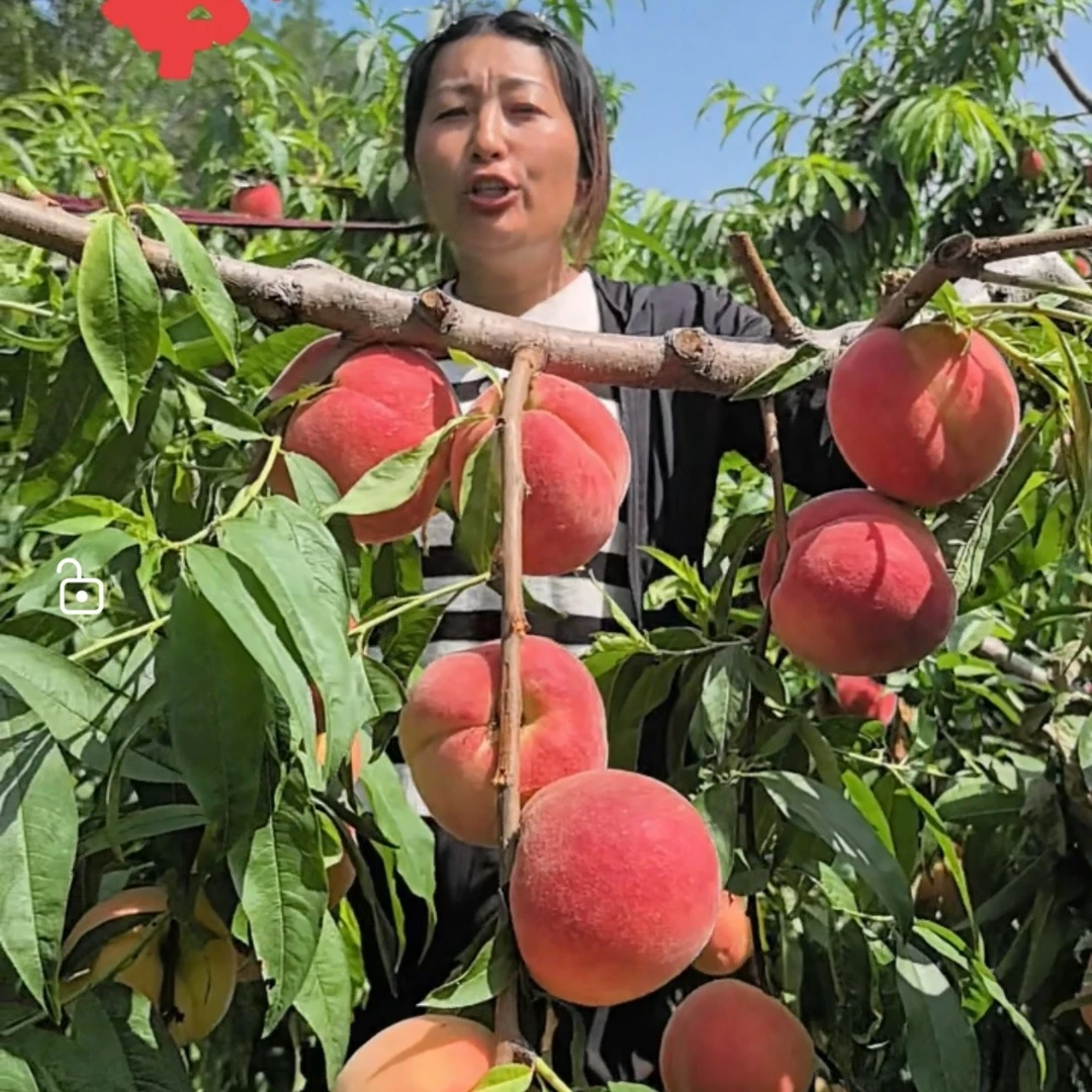 优系F1比平顶大红桃树苗突围早5天成熟