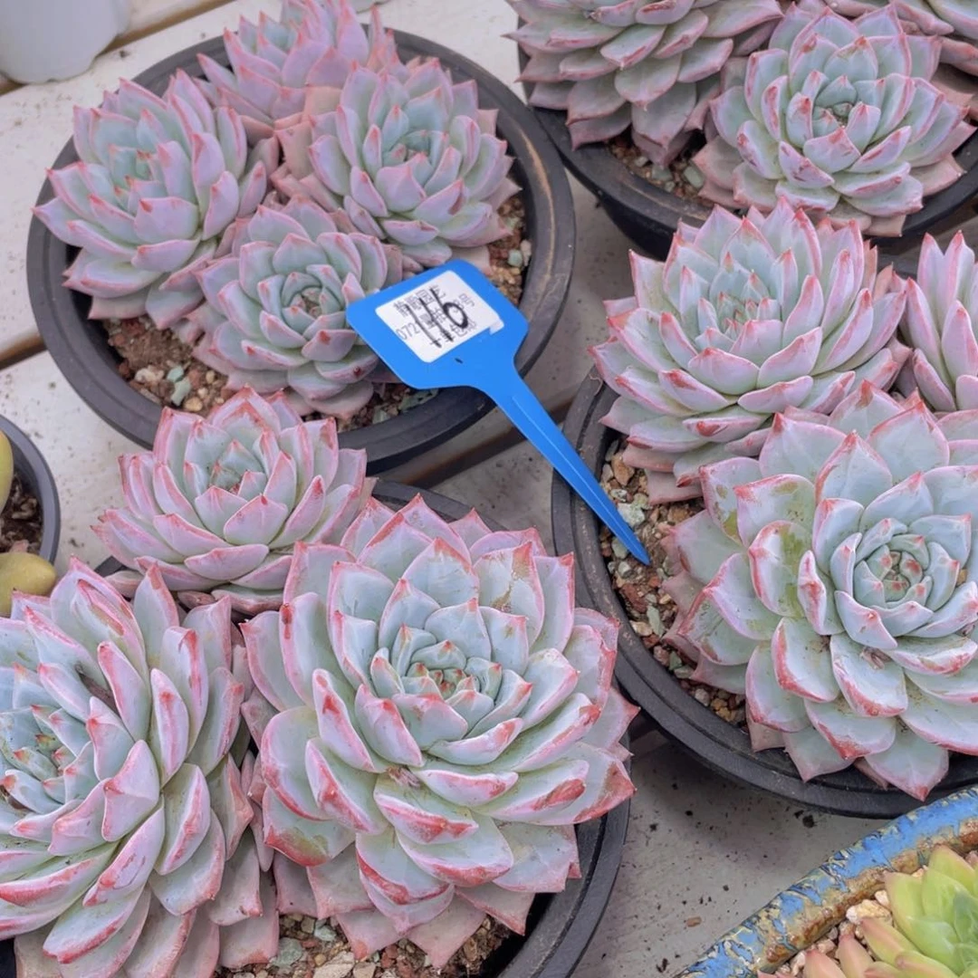 0722-116-精控母本粉蓝鸟群一颗量拍