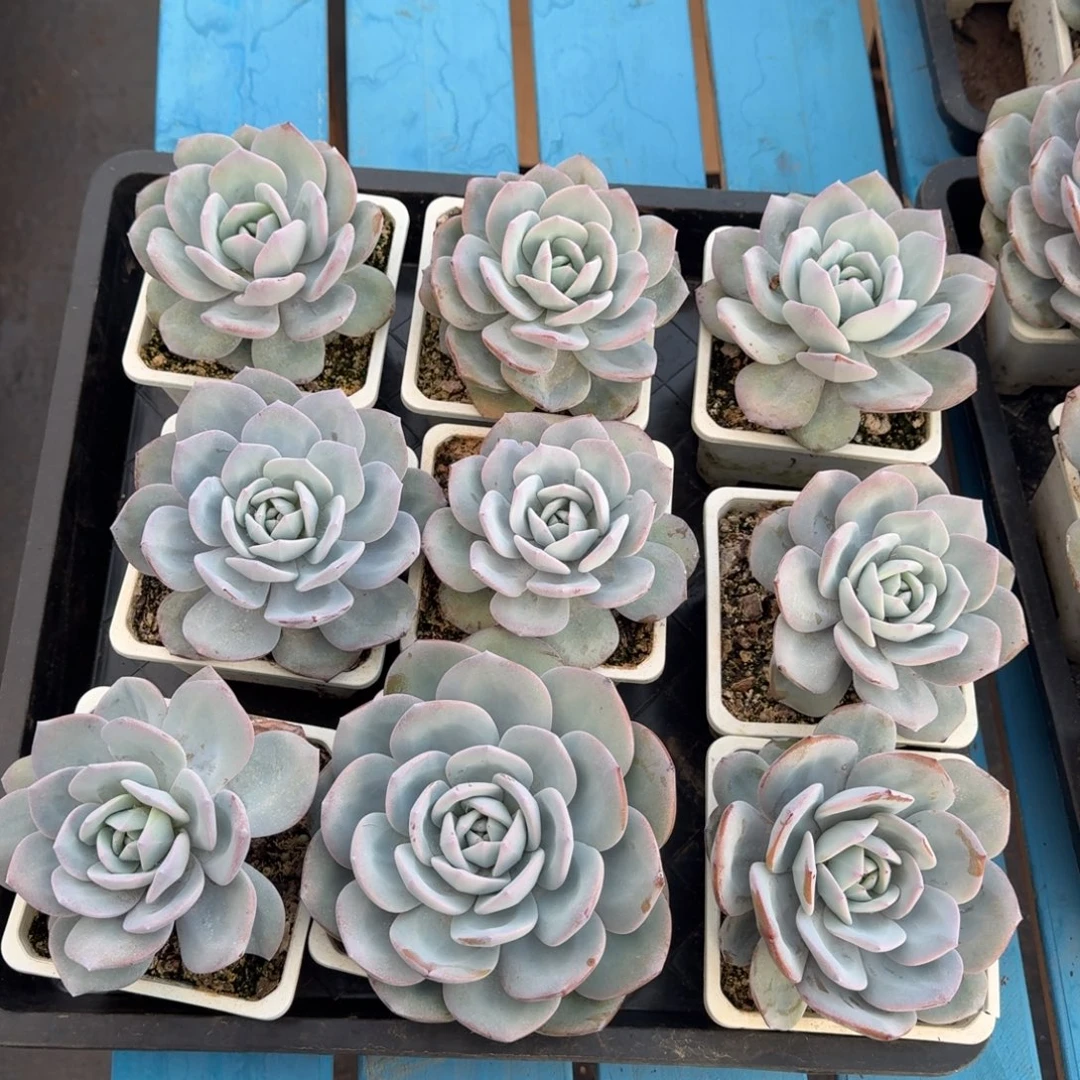 韩版奶茶老桩拍1发9