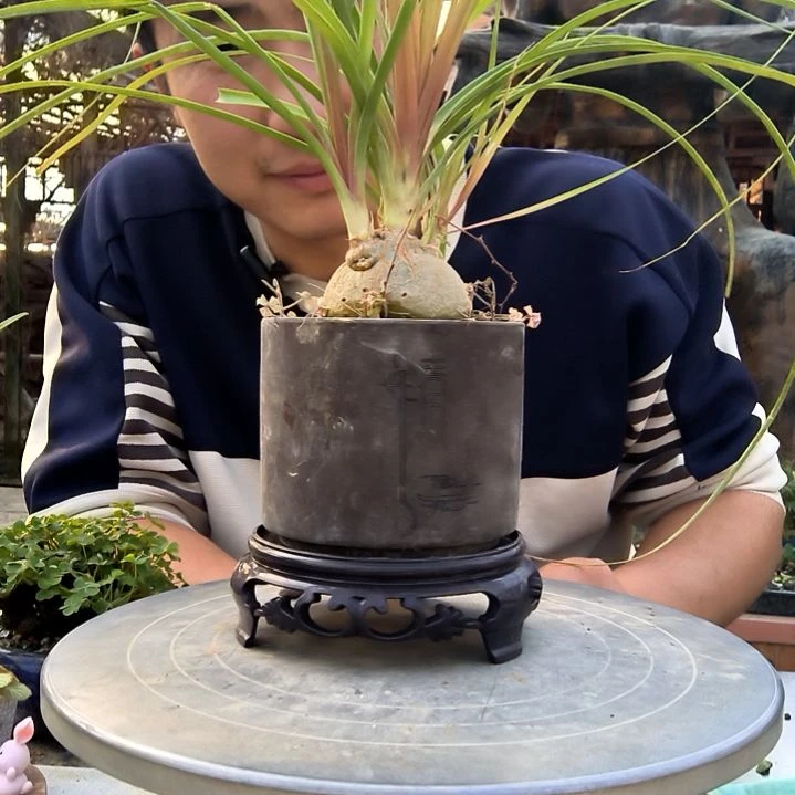 山***风小盆景小植物一物一拍198