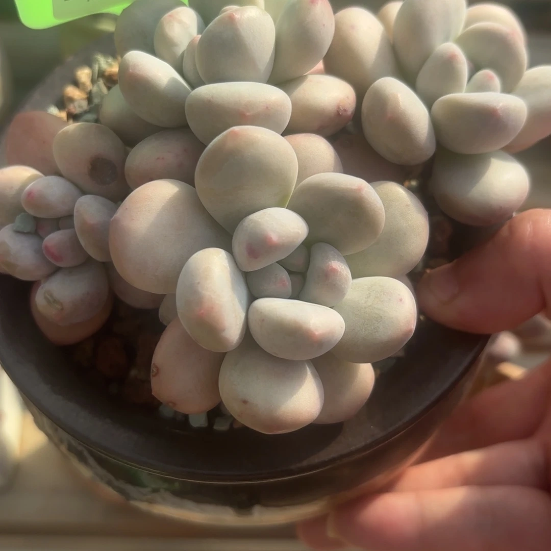 胭脂精品多肉香水10026