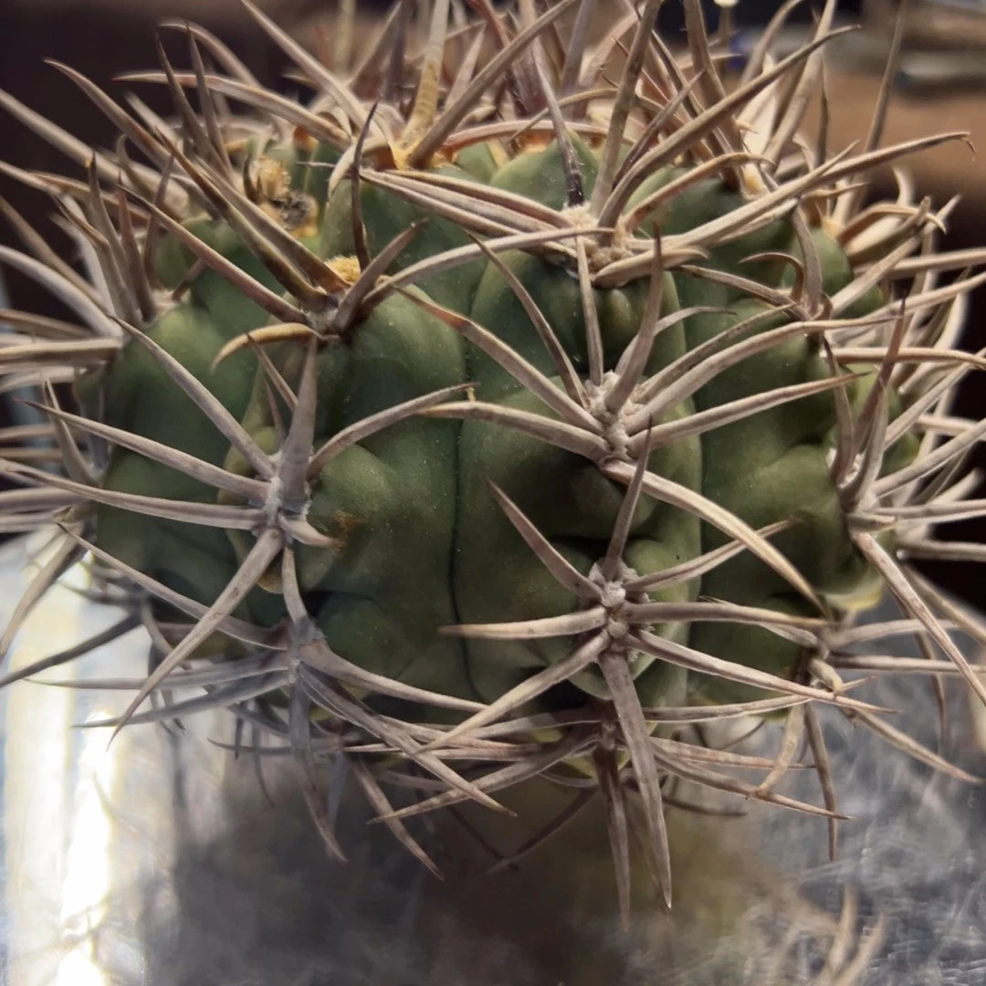 嘘*仙人球一物一拍