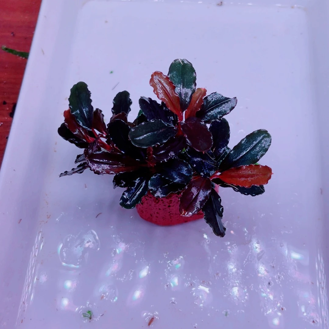 冬***芝美小呆特价套餐一份