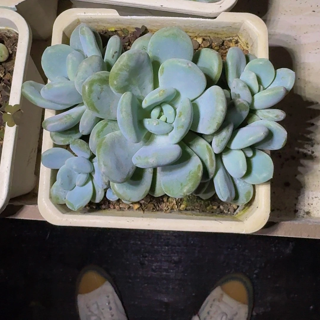 米雪奶  群生 一物一拍