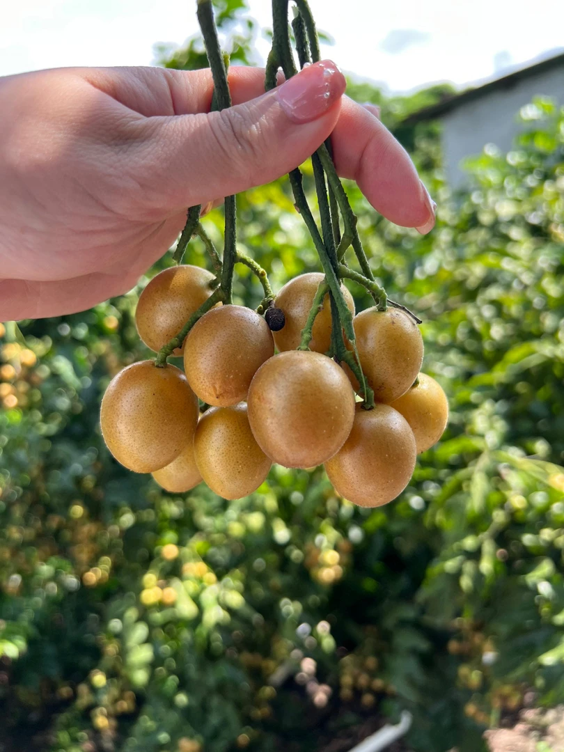 【顺丰空运】海南火山岩黄皮果精品果4斤酸甜