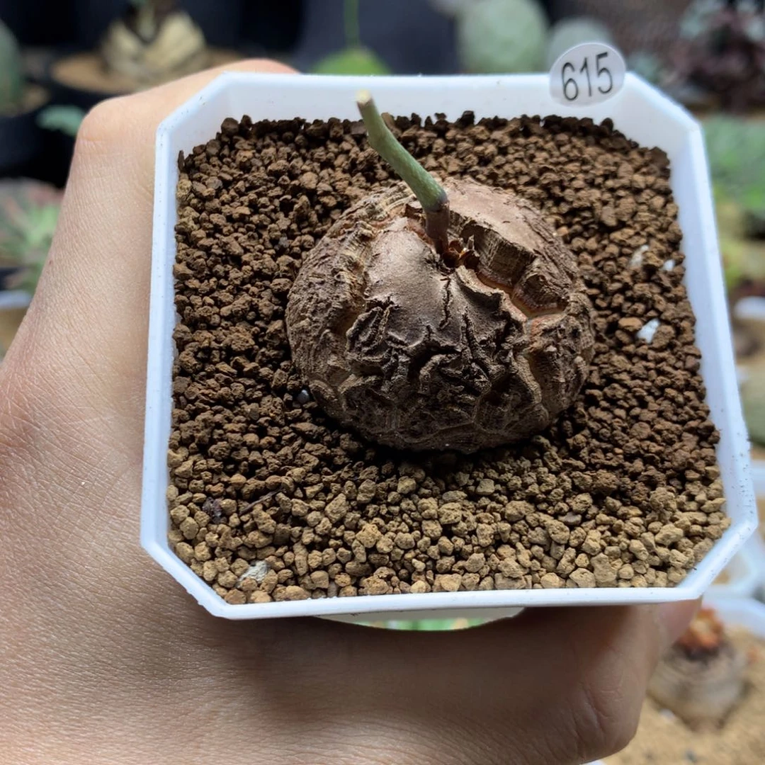 南非龟甲龙带盆发货615