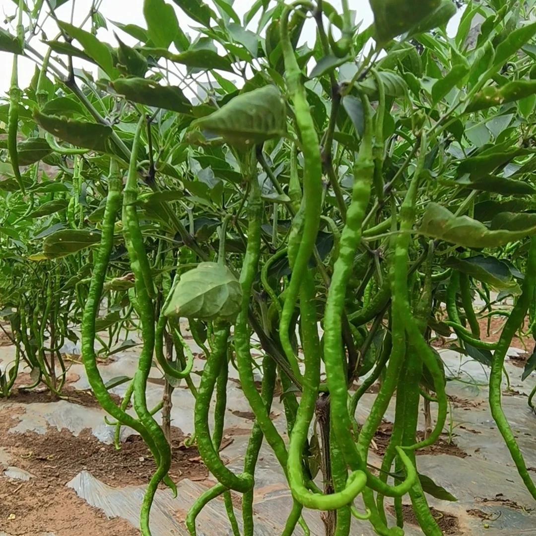 新鲜现摘富源十八连山镇农家自己种的现采现发农产品