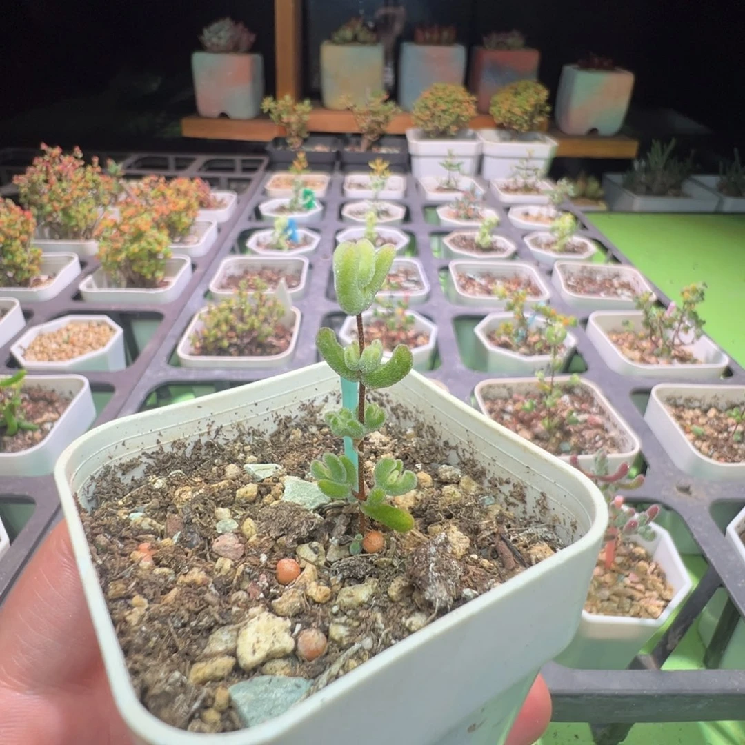 662月曲（全锦虎斑锦）拍下不退不换