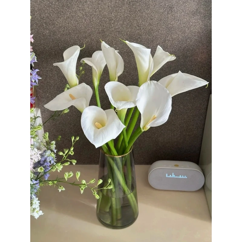 【白色马蹄莲】   花期超长 真花 鲜切花  一单中通，两单顺丰发货