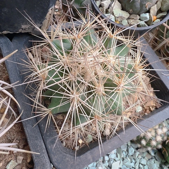 枪骑士。自根养定。