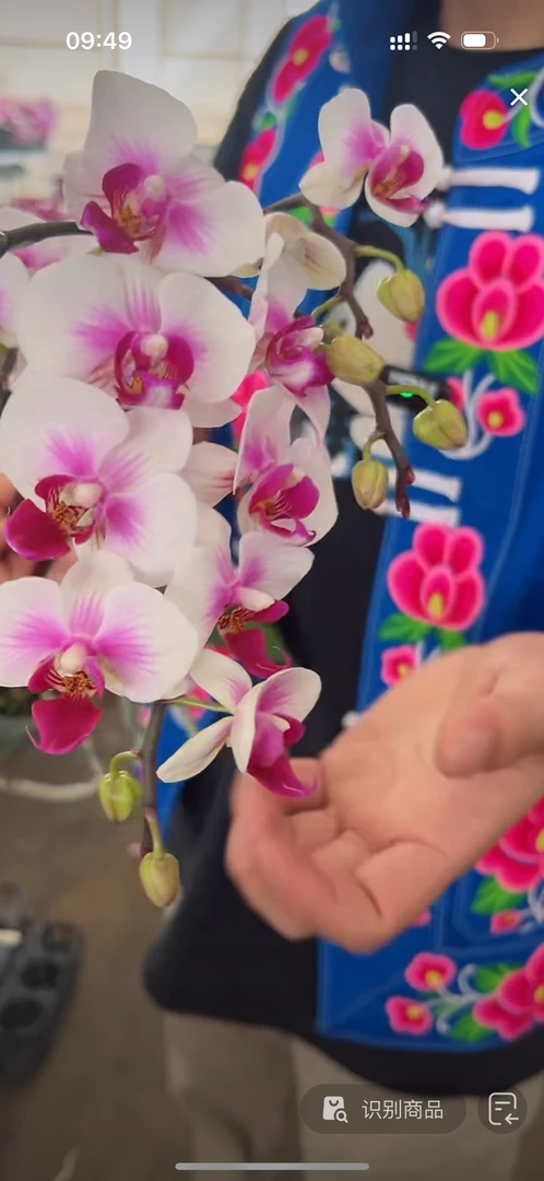 春之舞——蝴蝶兰 开花发货 室内绿植