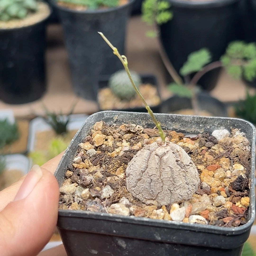 白皮南非龟甲龙带盆发货