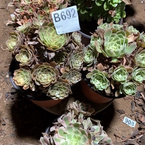 692五颗法师多肉植物