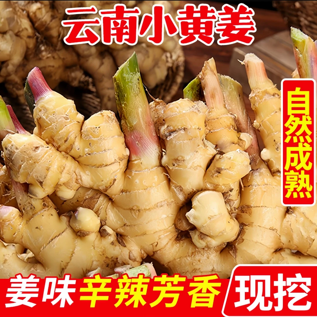 正宗云南高山小黄姜辛辣多汁皮薄肉厚现挖浓郁老姜3斤5斤产地直销