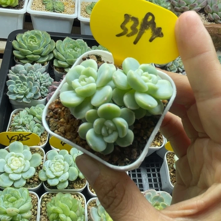 新品FJ3白晶体珍妮群3394