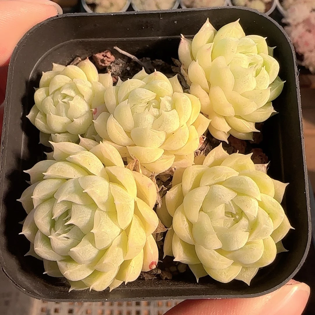 多肉1126-172不认识散的