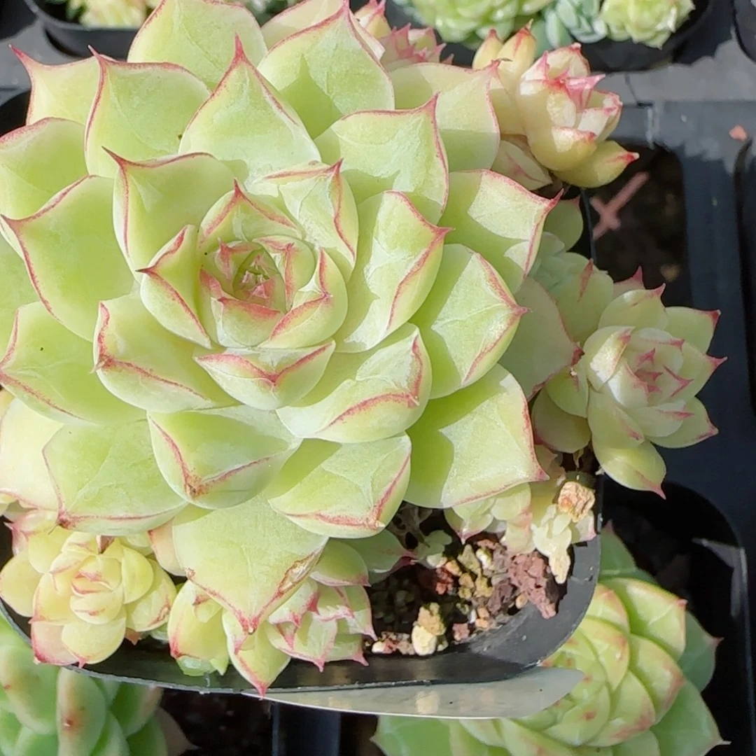 花语逸镜1020-225女王散