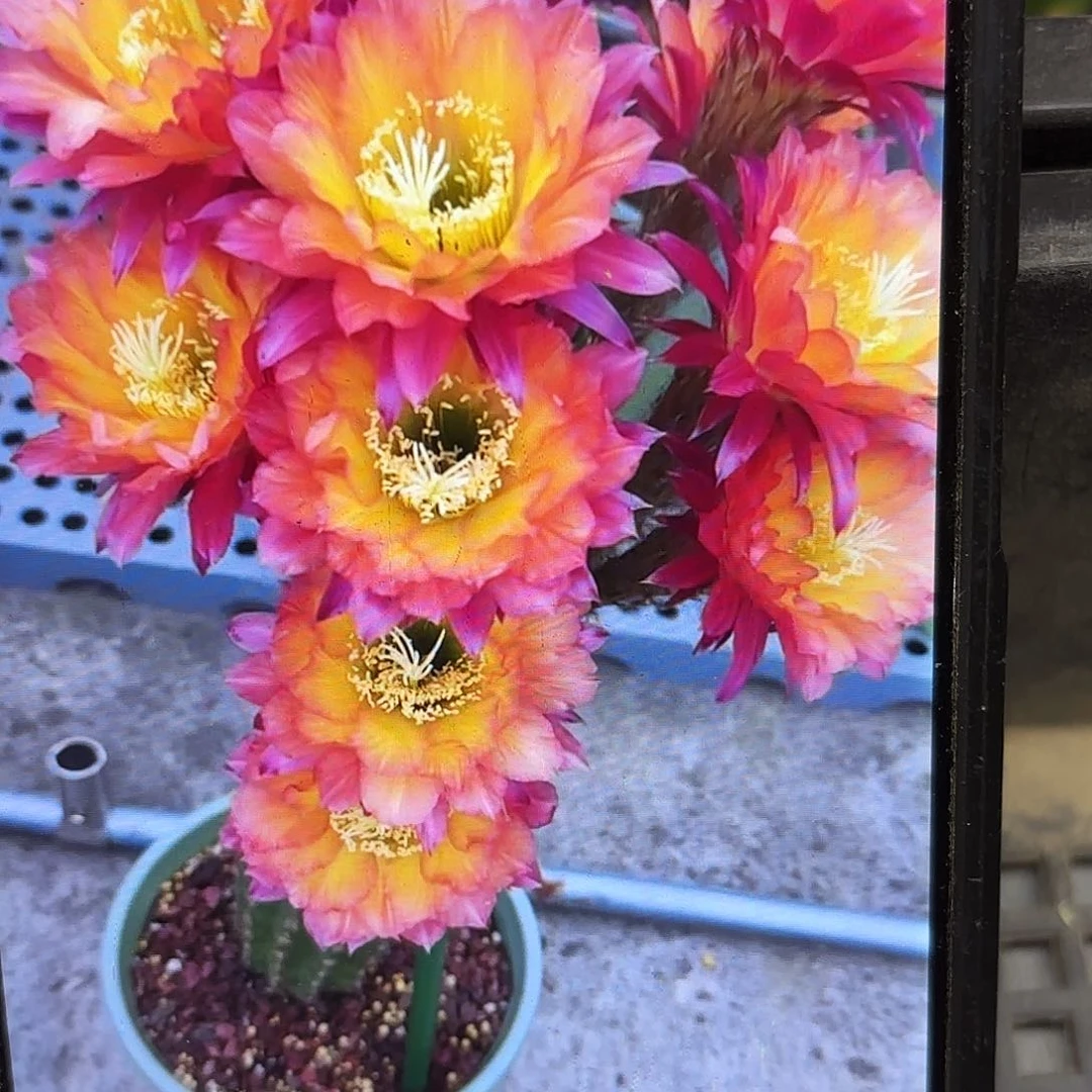 妹妹超级杏毛品侧牙20包邮46