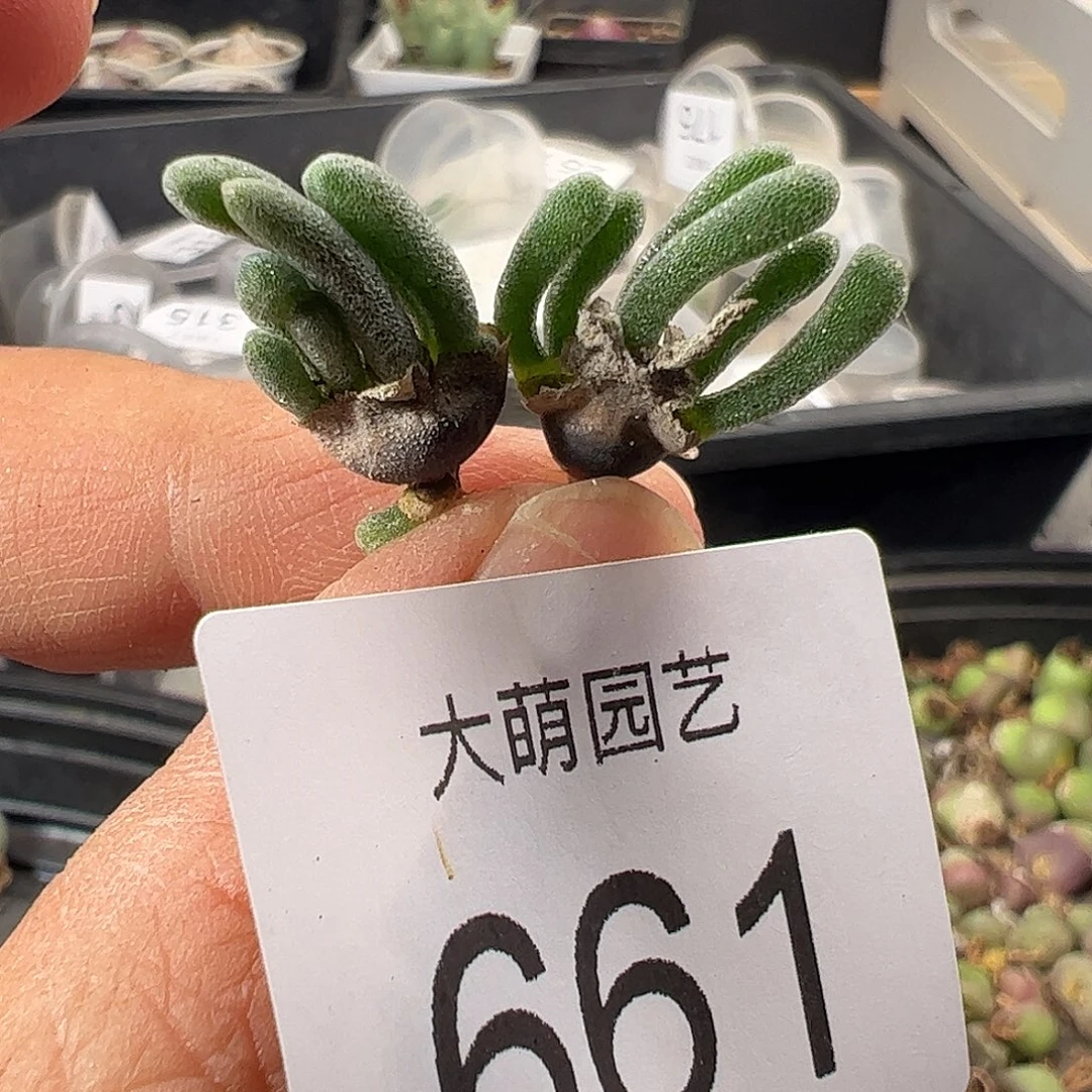 一物一拍清盒福利默认有瑕661
