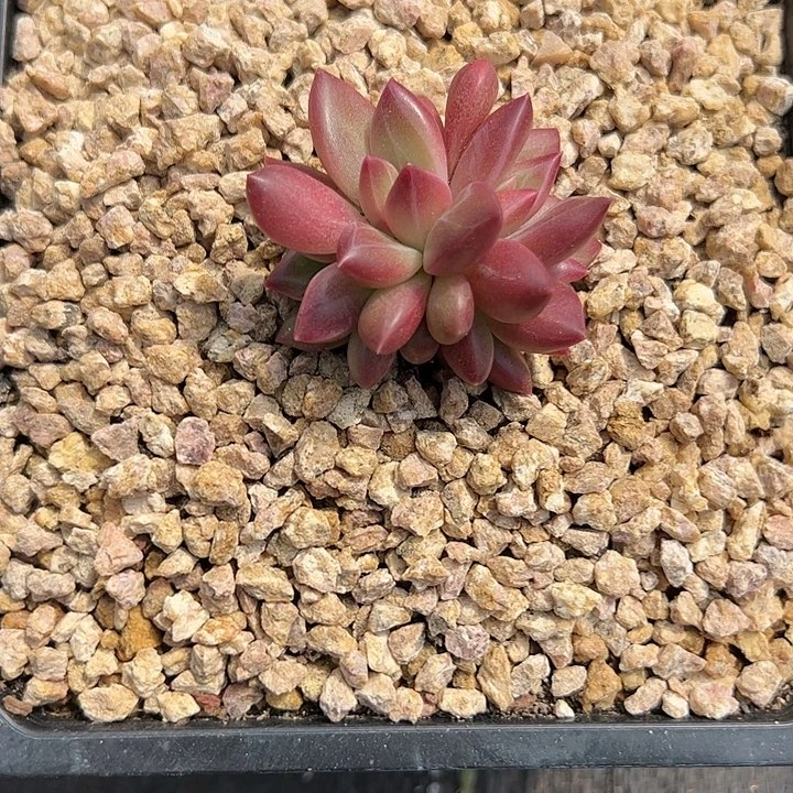 【闪购商品】苏*安迷雾泡泡多肉植物