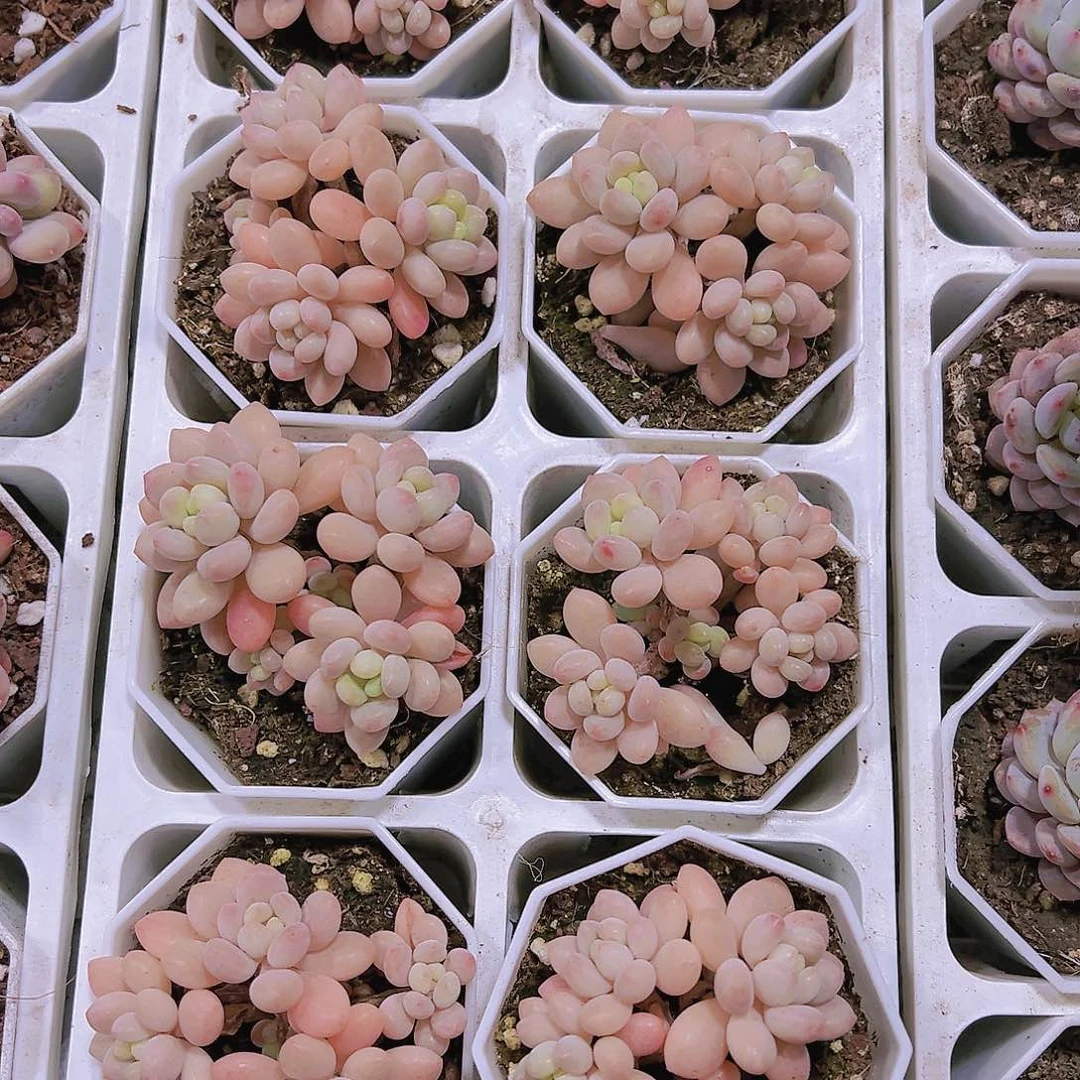 洛可可群掉叶正常无售后