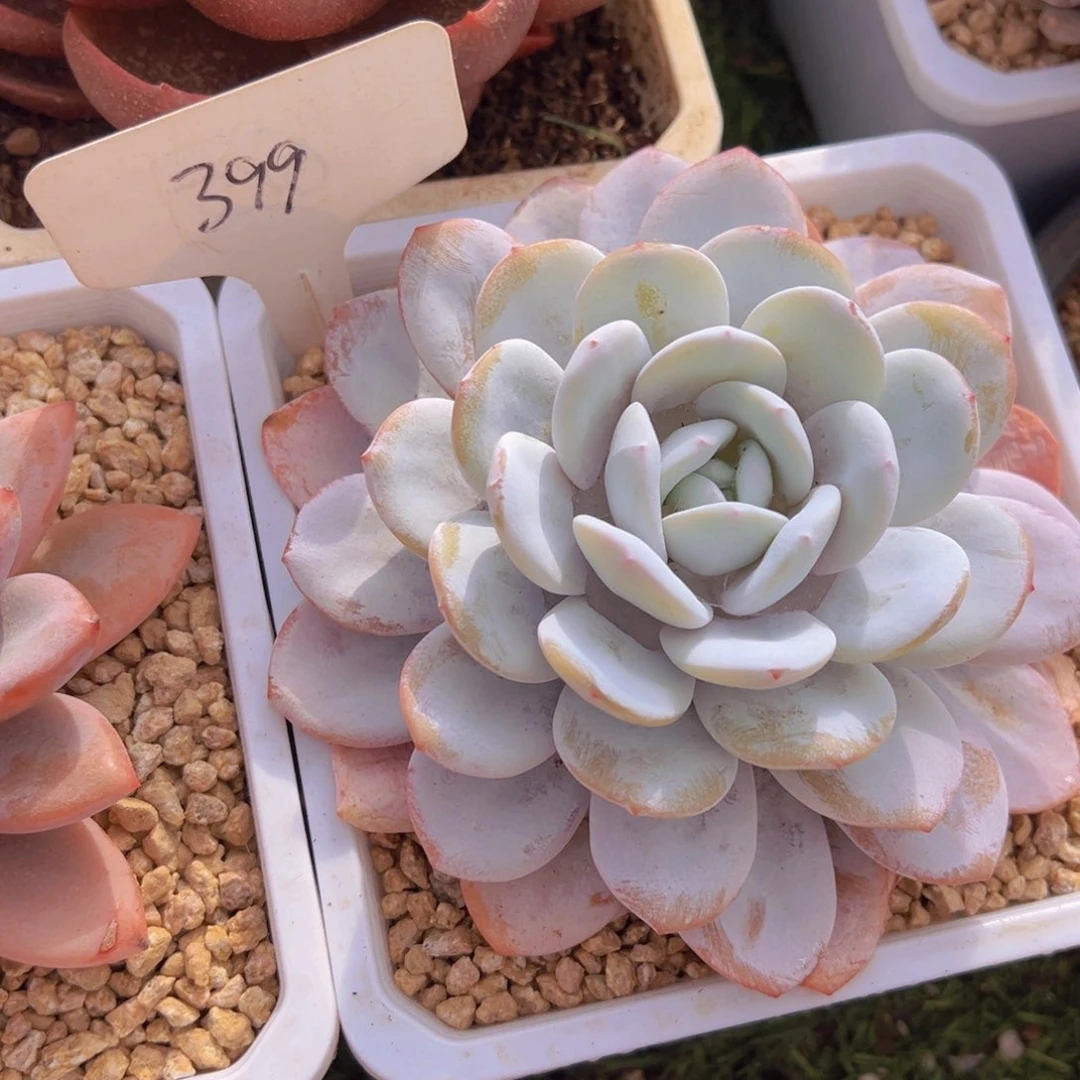 香玉的故事是一个人的故事吗